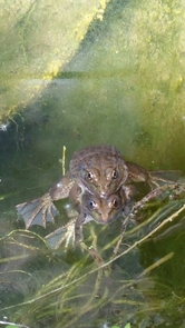 Chiracahua leopard frogs, a species native to Arizona, are raised at the Phoenix Zoo to be released to the wild. (Photo: ACNC-Phoenix Zoo) Chiracahua leopard frogs, a species native to Arizona, are raised at the Phoenix Zoo to be released to the wild. (Photo: ACNC-Phoenix Zoo)